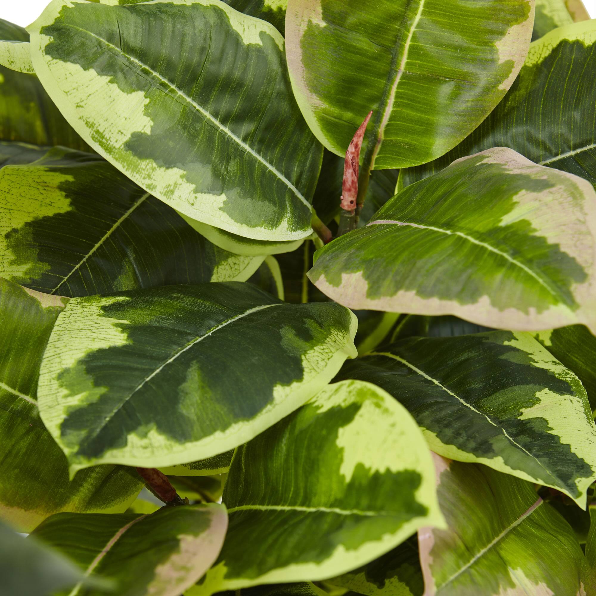 2ft. Rubber Plant in Glossy Cylinder